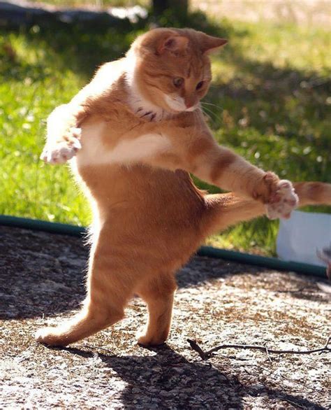 28 Animals Who Have Better Dance Moves Than You