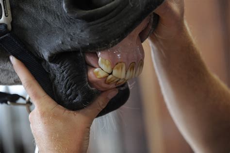 How to look after your horse’s teeth and keep them healthy - Your Horse