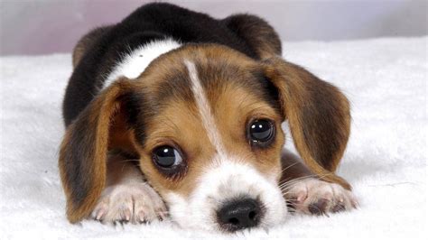 The reason we can't resist puppy dog eyes explained - BBC Newsbeat