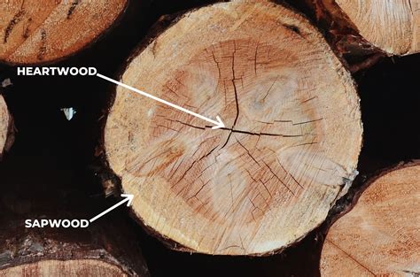 What's the Difference Between Heartwood and Sapwood? - (Which One to ...