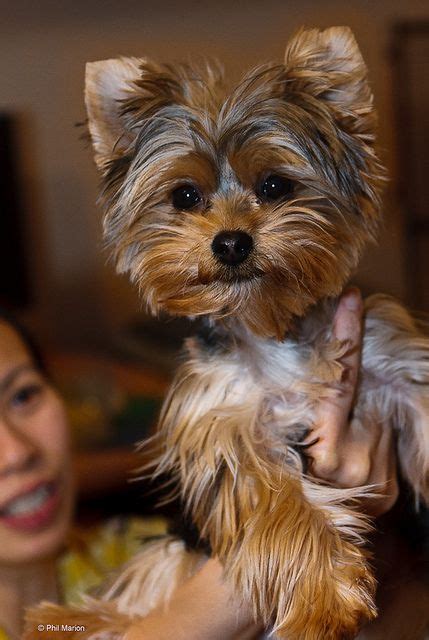 Do Yorkie Puppies Get Their Ears Clipped