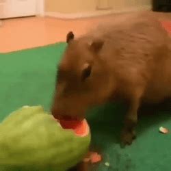 Hungry Capybara Eating Watermelon GIF | GIFDB.com