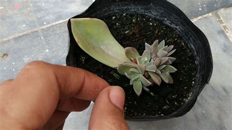 Echeveria Leaf Propagation | How to Grow Succulent from Single Leaf - YouTube