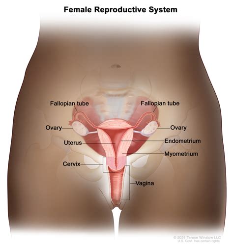 [Figure, Anatomy of the female reproductive system.] - PDQ Cancer Information Summaries - NCBI ...