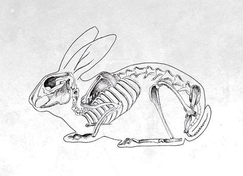 63 Bunny Rabbit Bones ideas | rabbit anatomy, animal skeletons, rabbit ...