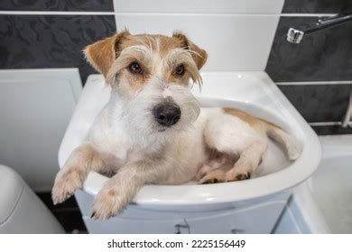 1,837 Jack Russell Grooming Stock Photos, Images & Photography ...