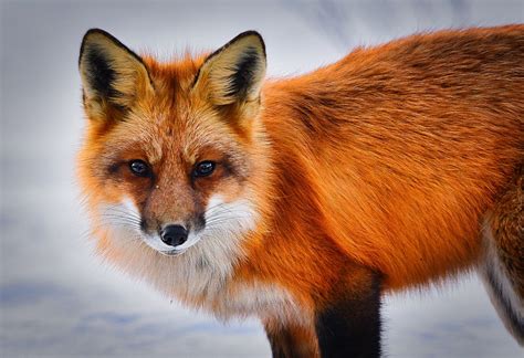 3,000+ of the Best Fox Pictures & Images in HD - Pixabay