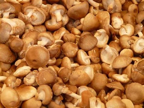 What Are Adaptogenic Mushrooms And How Can They Benefit Your Health ...