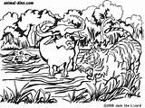 Water Buffalo Coloring Page  Home sketch template