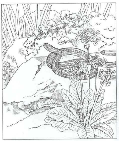 Swamp Animals Coloring Pages at GetColorings.com | Free printable colorings pages to print and color