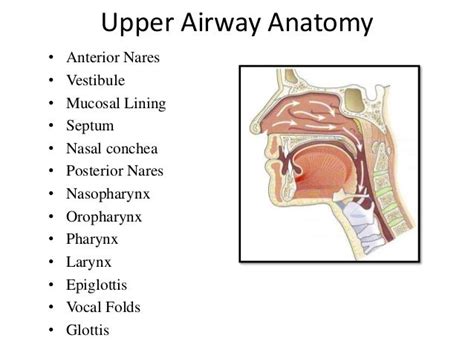 Anatomy Of Airway For Intubation - Anatomical Charts & Posters