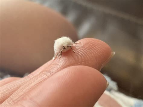 Fuzzy little moth : r/tinyanimalsonfingers