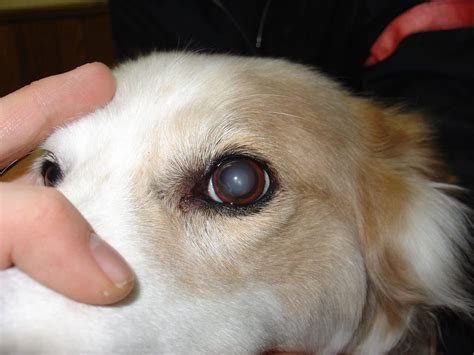 Mancha branca nos olhos do cachorro sempre é sinal de catarata? - Uau ...