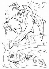 Free & Easy To Print Dolphin Coloring Pages  Tulamama sketch template