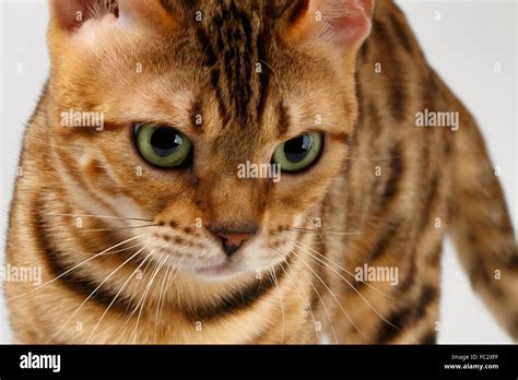 Tail vertebrate angry kitten hi-res stock photography and images - Alamy