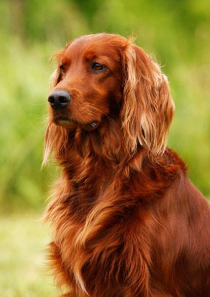 Top 5 family dog breeds | The Pet's Planet | Irish dog breeds, Irish ...