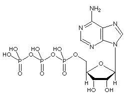 Atp Structure Labeled