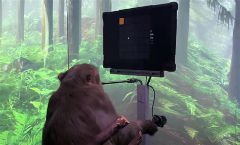 Monkey with Neuralink Brain Interface | NextBigFuture.com