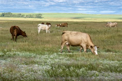 Year-round grazing systems for cattle