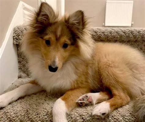 101 Sheltie Names and Their Meanings | Sheltie Planet | Sheltie ...