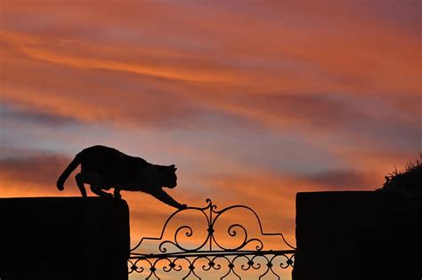 Online crop | HD wallpaper: cat, sunset, fence, silhouette | Wallpaper Flare