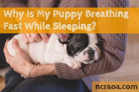 Why Is My Puppy Breathing Fast While Sleeping? | NCRAOA