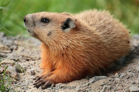 Groundhog Day Fun Facts | NC DNCR