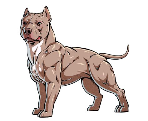 Collection of Pitbull PNG. | PlusPNG