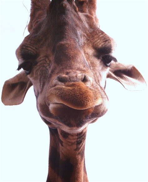 Giraffe,funny,face,giraffe,free pictures - free image from needpix.com