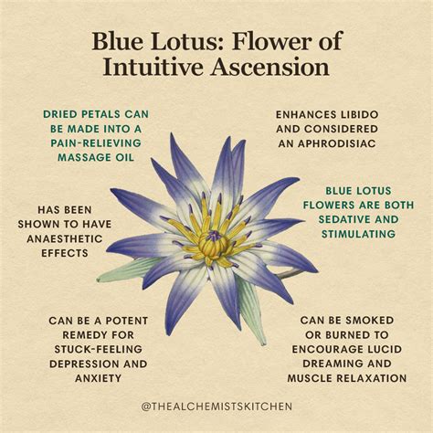 Blue Lotus: Flower of Intuitive Ascension - The Alchemist's Kitchen ...