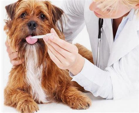 Top 10 Benefits of Pet Insurance From a Vet’s Point of View