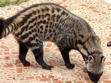 AFRICAN CIVET AS PET - EVERYTHING YOU NEED TO KNOW | Animal Tract