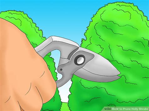 How to Prune Holly Shrubs: 12 Steps (with Pictures) - wikiHow