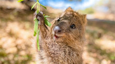 Quokka Fun Facts: Meet The Happiest Animal in the World | BeCause Tees ...