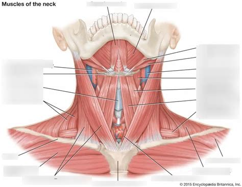 Neck Muscles - Diagram Diagram | Quizlet