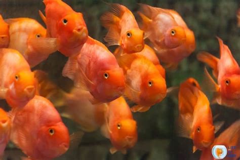 How To Conduct A Blood Parrot Cichlid Breeding (Is It Possible?)