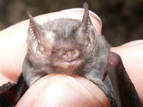 The smallest known bat is the Bumblebee Bat (Craseonycteris ...