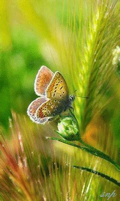 GIFS HERMOSOS: mariposas encontradas en la web Fotografia Bokeh, Photographie Bokeh, Animals ...