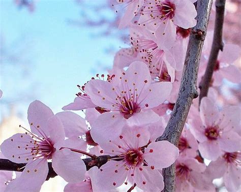 Wild Cherry Blossoms - Yamazakura | Cherry flower, Sakura cherry blossom, Cherry blossom