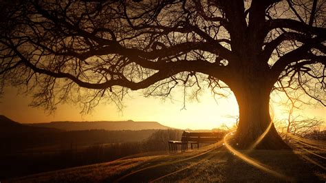 Sunset tree silhouette - High Definition, High Resolution HD Wallpapers : High Definition, High ...