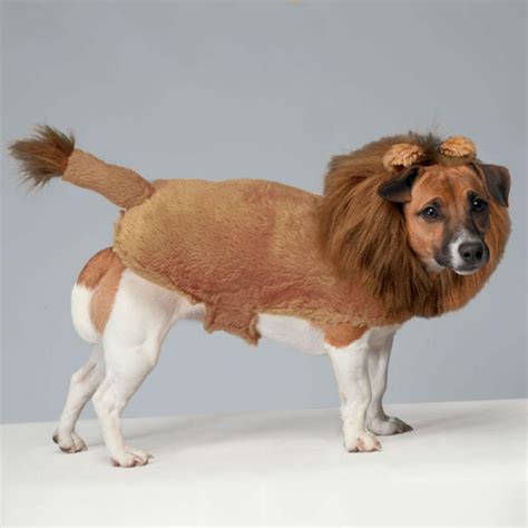 Zack & Zoey Fuzzy Lion Dog Costume | BaxterBoo