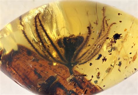 Amber Fossil's Jurassic Park Treatment Indicates Flowering Plants Emerged 50 Million Years ...