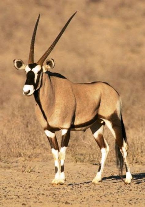 Gemsbok | Art | African animals, Animals, National animal