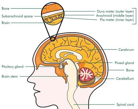 Pineal Body Function - What is the Pineal Gland and its purpose?