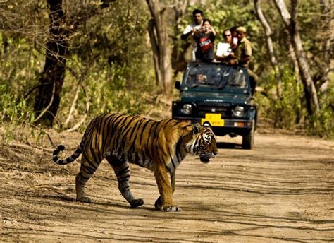 Wildlife Adventure - Kaziranga National Park - Best Travel Blogs