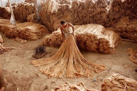 Jute Introduction- The Story Of Golden Fiber & Its Versatile Uses ...