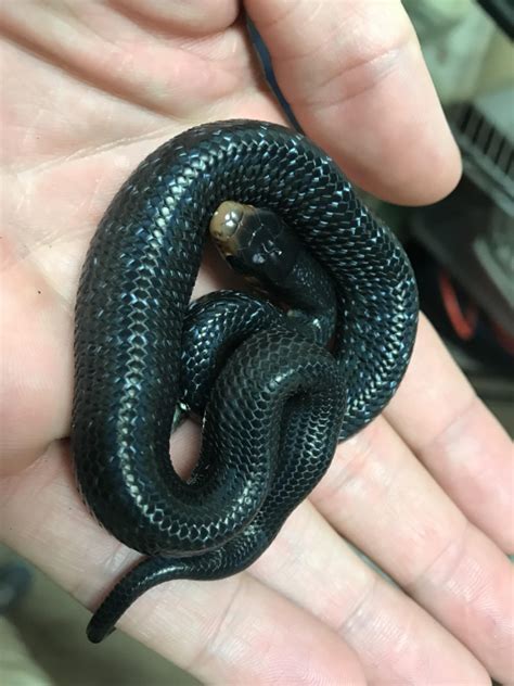 Threatened Snakes Hatch at Jacksonville Zoo - ZooBorns