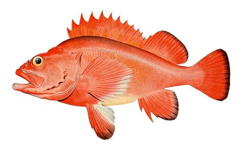 Red rockfish Sebastes aleutianus | Free Photo - rawpixel