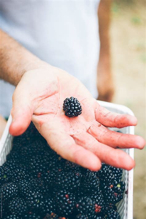 "Blackberry Picking" by Stocksy Contributor "CACTUS Creative Studio" - Stocksy