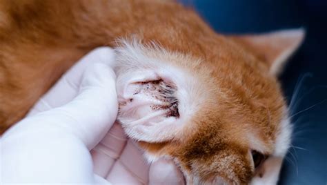 Ear mites in cats and dog, how to treat them - Wellesley Animal Hospital